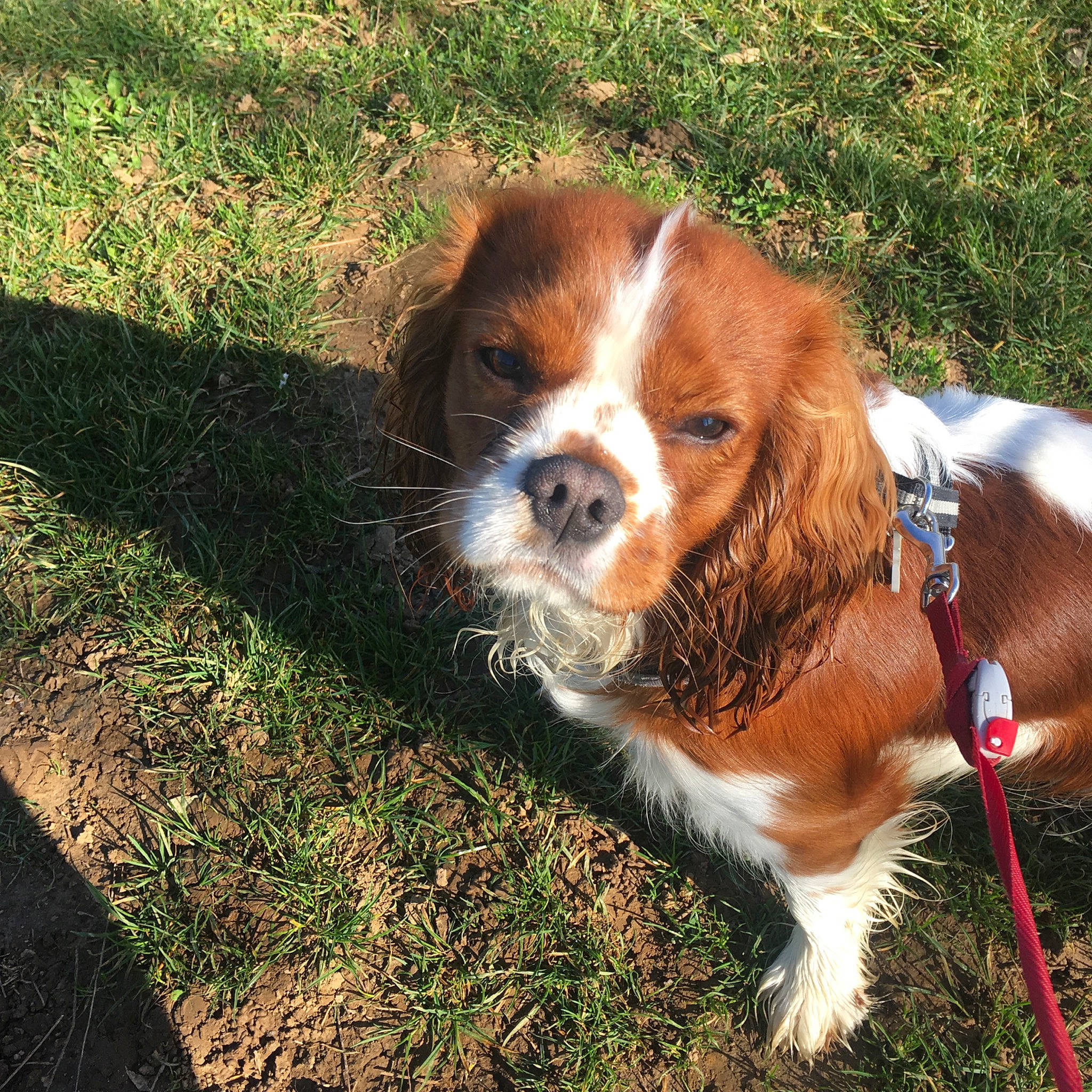 Miel a rejoint le concours — aidez-le/la à gagner de superbes lots ! canidae, carnivore, cavalier, cavalier_king_charles_spaniel, companion_dog, dog, dog_breed, french_spaniel, grass, king_charles_spaniel, mammal, puppy, rare_breed_dog, spaniel, sporting_group, toy_dog, vertebrate, welsh_springer_spaniel