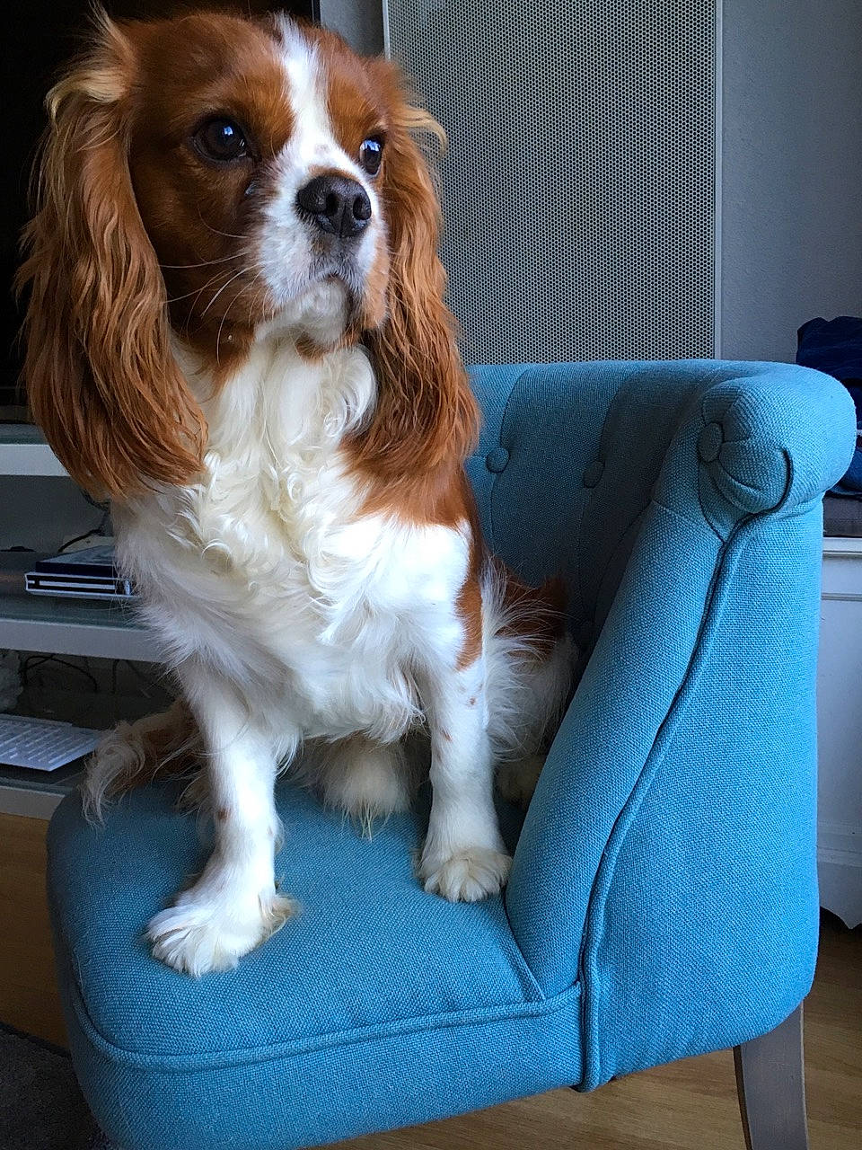 Miel a rejoint le concours — aidez-le/la à gagner de superbes lots ! canidae, carnivore, cavalier_king_charles_spaniel, companion_dog, dog, dog_breed, fawn, king_charles_spaniel, kooikerhondje, liver, mammal, phalene, rare_breed_dog, spaniel, sporting_group, toy_dog, vertebrate, welsh_springer_spaniel