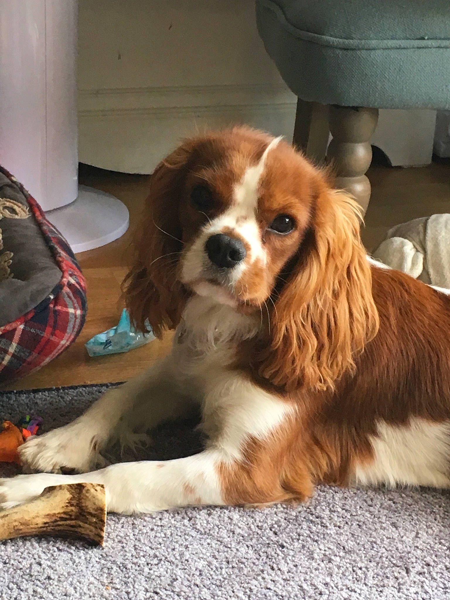 Miel participe au concours pour gagner de l'argent avec cette photo : canidae, carnivore, cavalier, cavalier_king_charles_spaniel, cocker_spaniel, companion_dog, dog, dog_breed, fawn, king_charles_spaniel, mammal, phalene, puppy, puppy_love, rare_breed_dog, snout, spaniel, sporting_group, toy_dog, vertebrate