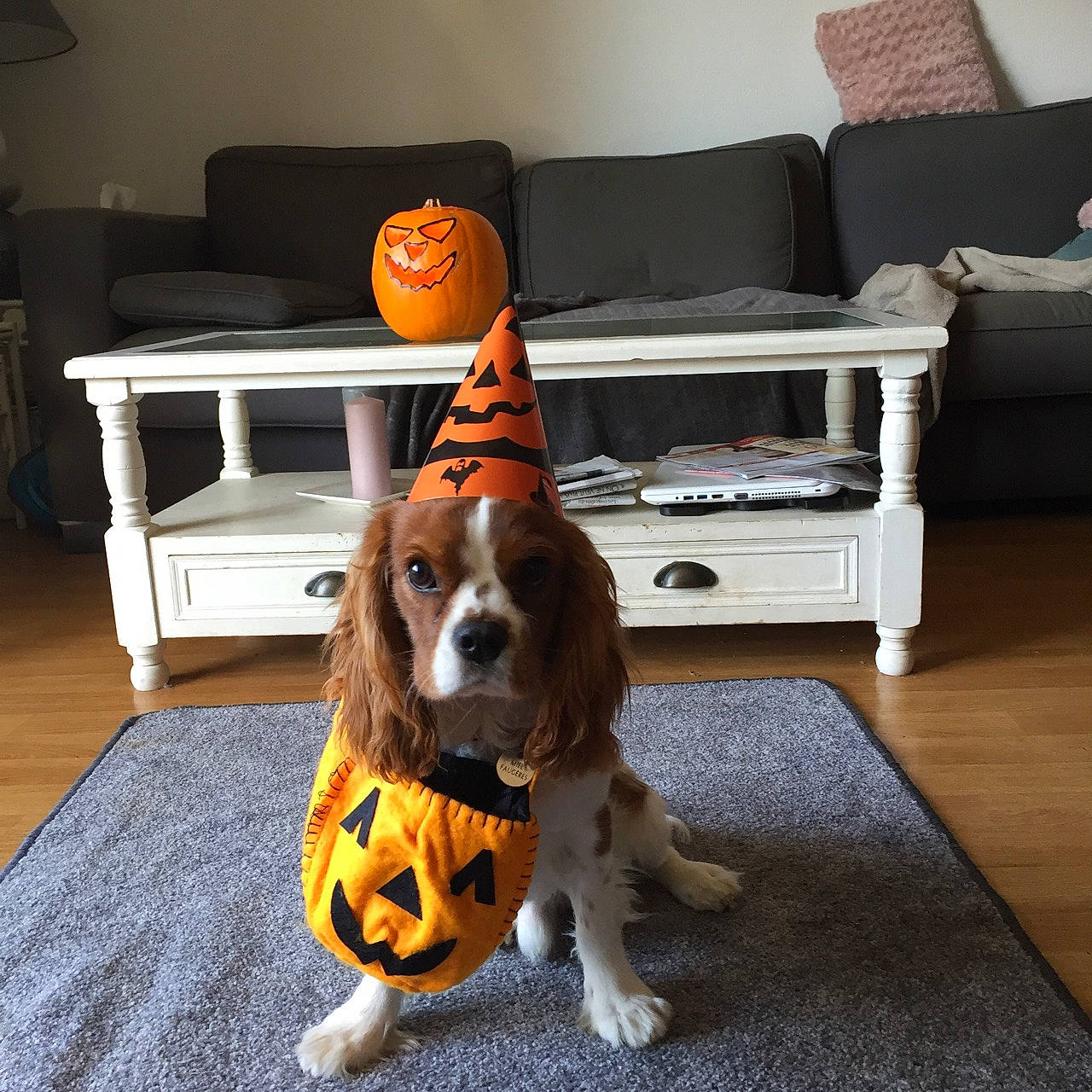 Miel a rejoint le concours — aidez-le/la à gagner de superbes lots ! canidae, carnivore, cocker_spaniel, companion_dog, dog, dog_breed, dog_toy, english_springer_spaniel, king_charles_spaniel, mammal, paw, snout, spaniel, sporting_group