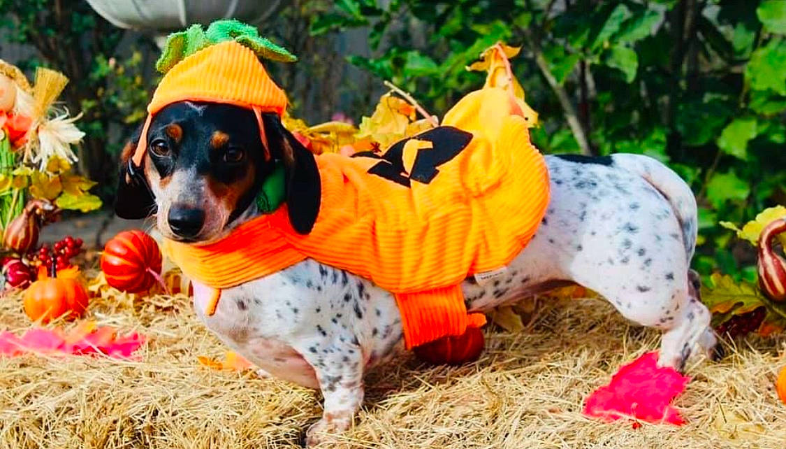 Pum is registered to the contest to win money with this photo: animal, blanket, canine, clothing, coat, costume, dalmatian, dog, dogbed, festival, halloween, hat, hood, hound, person, pet, pointer, puppy, raincoat, vest