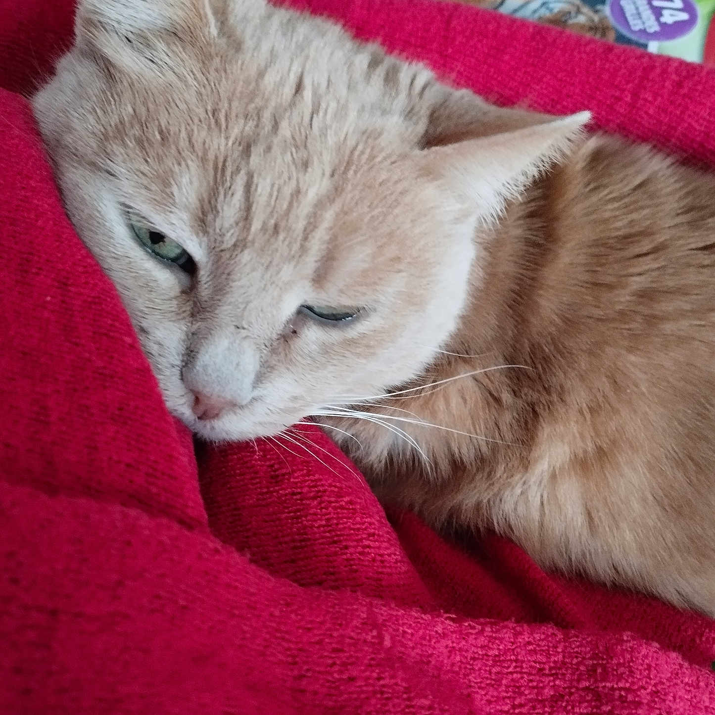 Cagroche participe au concours pour gagner de l'argent avec cette photo : beige, blanket, cat, closeup, comfort, cozy, domestic_animal, feline, fur, home, indoor, mammal, nap, pet, red_blanket, relaxation, resting, sleepy, soft_texture, whiskers