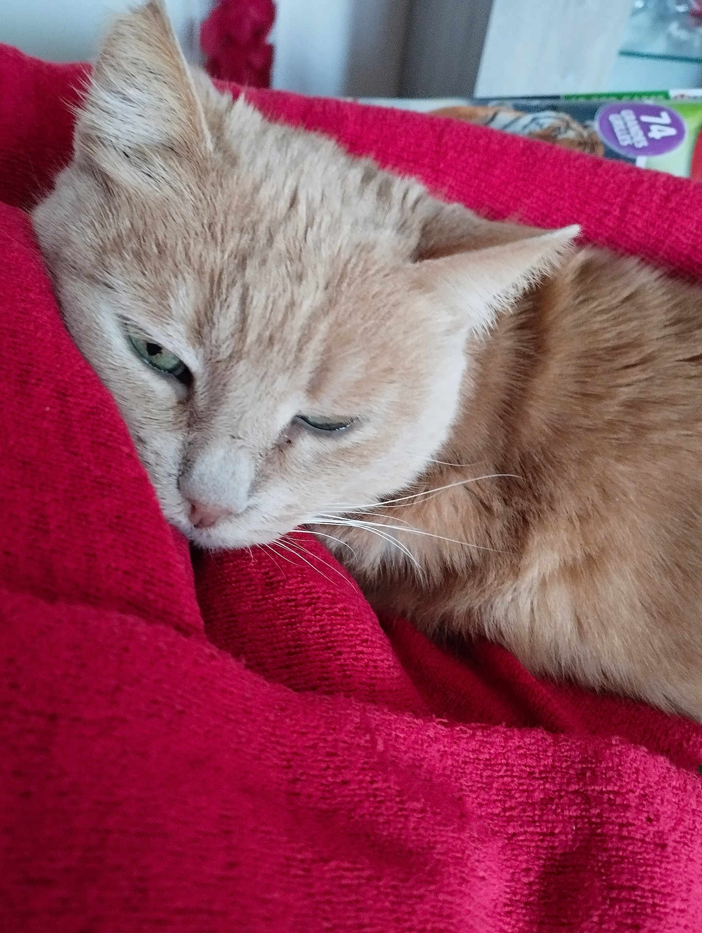 Cagroche participe au concours pour gagner de l'argent avec cette photo : beige, blanket, cat, closeup, comfort, cozy, domestic_animal, feline, fur, home, indoor, mammal, nap, pet, red_blanket, relaxation, resting, sleepy, soft_texture, whiskers