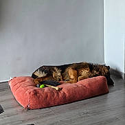 Arés a rejoint le concours — aidez-le/la à gagner de superbes lots ! dog, german_shepherd, sleeping, dog_bed, red_bed, toy, bone, wooden_floor, plain_wall, indoor, pet, resting, fur, canine, relaxation, corner, house, room, casual, clothing