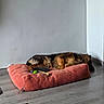 dog, german_shepherd, sleeping, dog_bed, red_bed, toy, bone, wooden_floor, plain_wall, indoor, pet, resting, fur, canine, relaxation, corner, house, room, casual, clothing