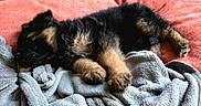 Arés participe au concours pour gagner de l'argent avec cette photo : puppy, dog, sleeping, blanket, cushion, orange, black, brown, fur, pet, cozy, resting, cute, indoor, young, animal, mammal, paw, relaxed, lying_down
