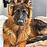 Arés participe au concours pour gagner de l'argent avec cette photo : dog, german_shepherd, puppy, bed, blanket, indoor, pet, animal, fur, ears, face, lying_down, looking_at_camera, cozy, domestic, canine, resting, young_dog, household, cute