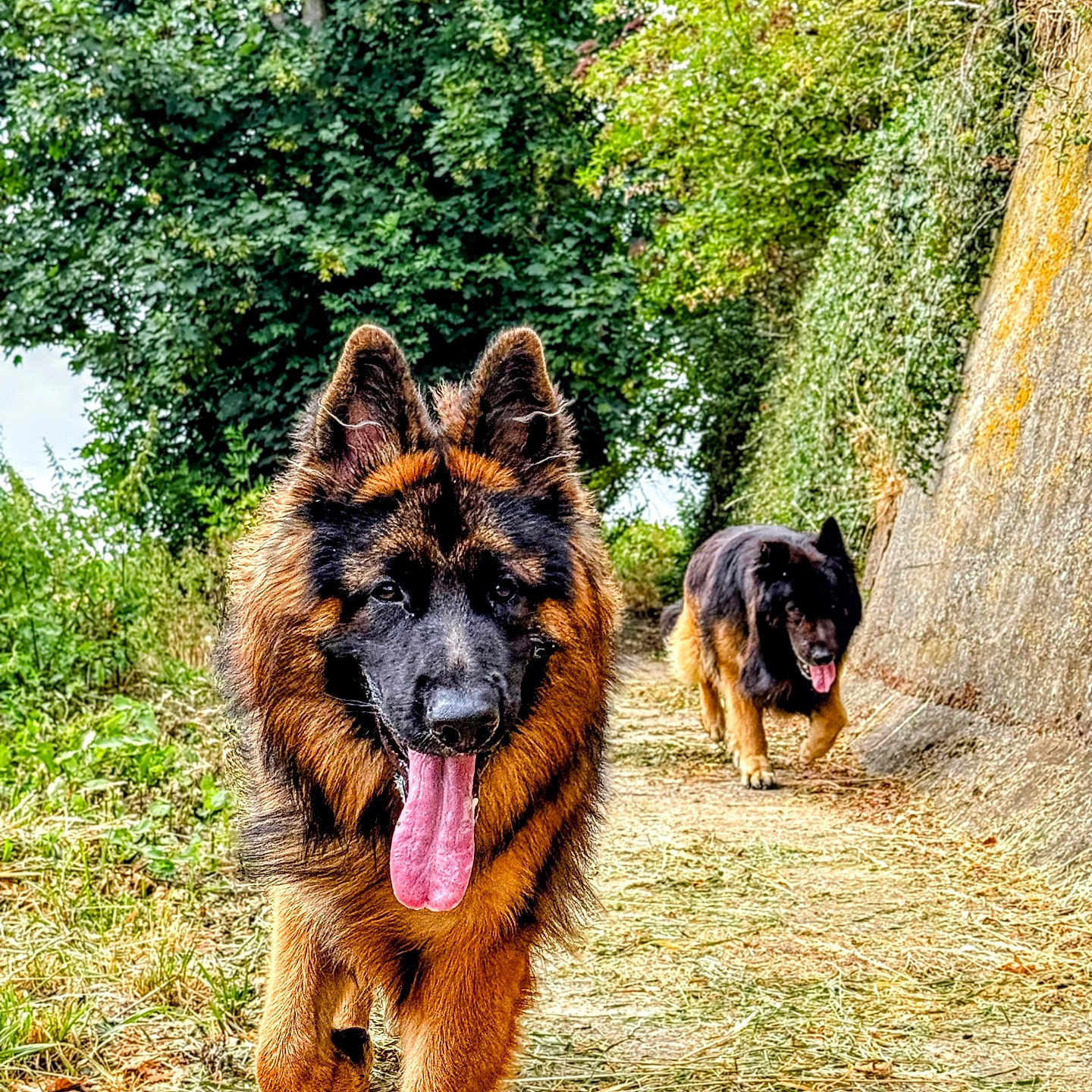 Arés participe au concours pour gagner de l'argent avec cette photo : dog, german_shepherd, tongue_out, walking, outdoor, path, greenery, trees, nature, happy, pets, canine, fur, animal, summer, daytime, two_dogs, muzzle, ears, panting