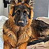 german_shepherd, dog, pet, animal, lying_down, bed, blanket, fur, ears, portrait, indoor, mammal, canine, looking_at_camera, brown, black, fluffy, cute, companion, relaxed