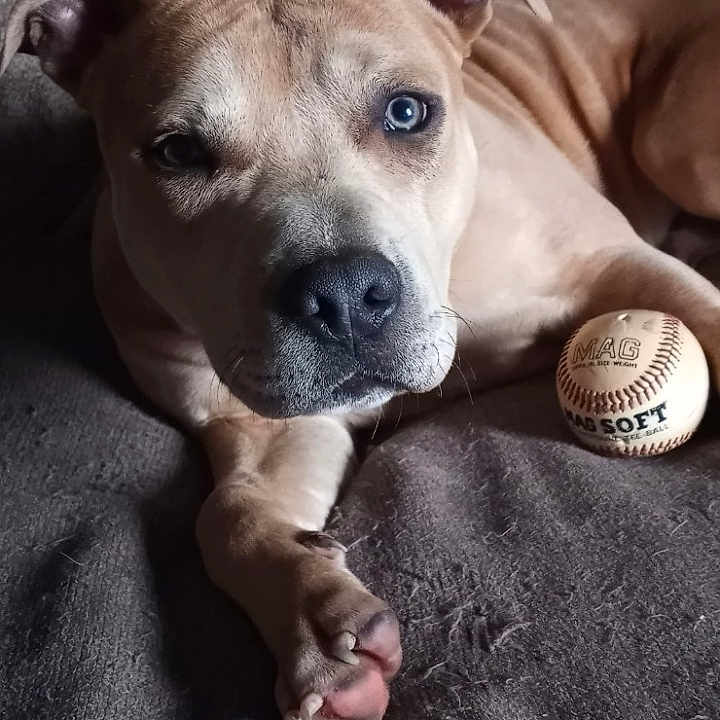 Atlas Ann
