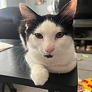 Kitty Kat is registered to the contest to win money with this photo: animal, black_and_white, cat, close_up, cute, ears, fur, furniture, home, indoor, living_room, lounging, paw, pet, pink_nose, portrait, sitting, table, tuxedo_cat, whiskers