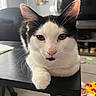 animal, black_and_white, cat, close_up, cute, ears, fur, furniture, home, indoor, living_room, lounging, paw, pet, pink_nose, portrait, sitting, table, tuxedo_cat, whiskers