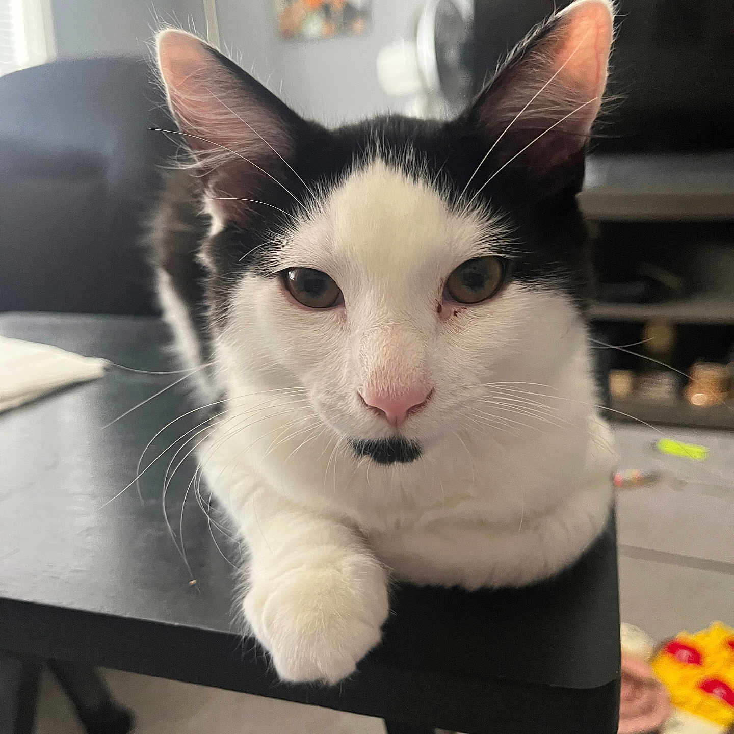 Kitty Kat