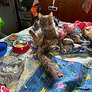 Sassy Bell joined the competition — help win amazing prizes! bed, blanket, bowl, cat, cat_food, clutter, curious, furniture, furry, gray_cat, home, indoor, messy, pet, raised_ears, sitting, stuffed_toy, wide_eyes, window, wood_paneling