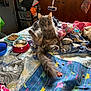 bed, blanket, bowl, cat, cat_food, clutter, curious, furniture, furry, gray_cat, home, indoor, messy, pet, raised_ears, sitting, stuffed_toy, wide_eyes, window, wood_paneling