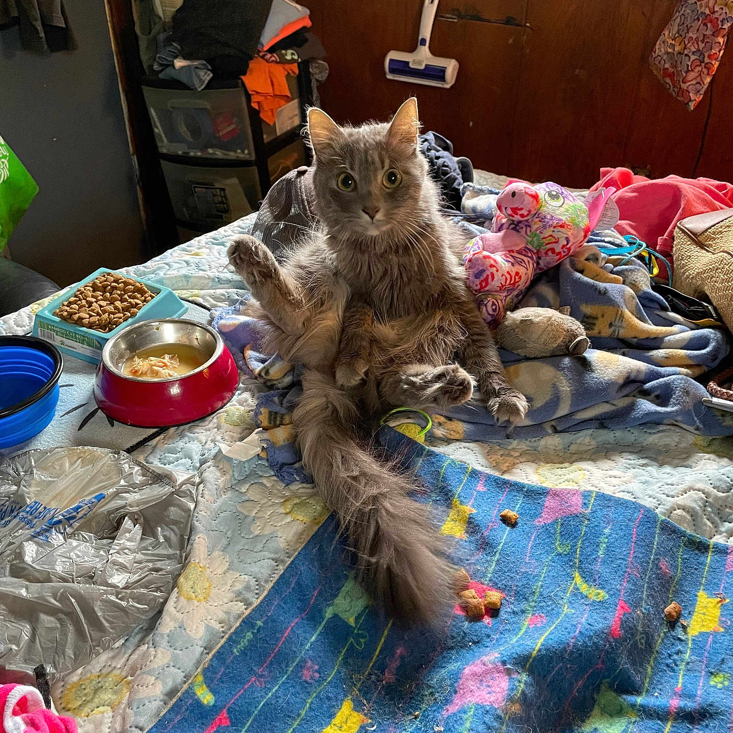 Sassy Bell joined the competition — help win amazing prizes! bed, blanket, bowl, cat, cat_food, clutter, curious, furniture, furry, gray_cat, home, indoor, messy, pet, raised_ears, sitting, stuffed_toy, wide_eyes, window, wood_paneling