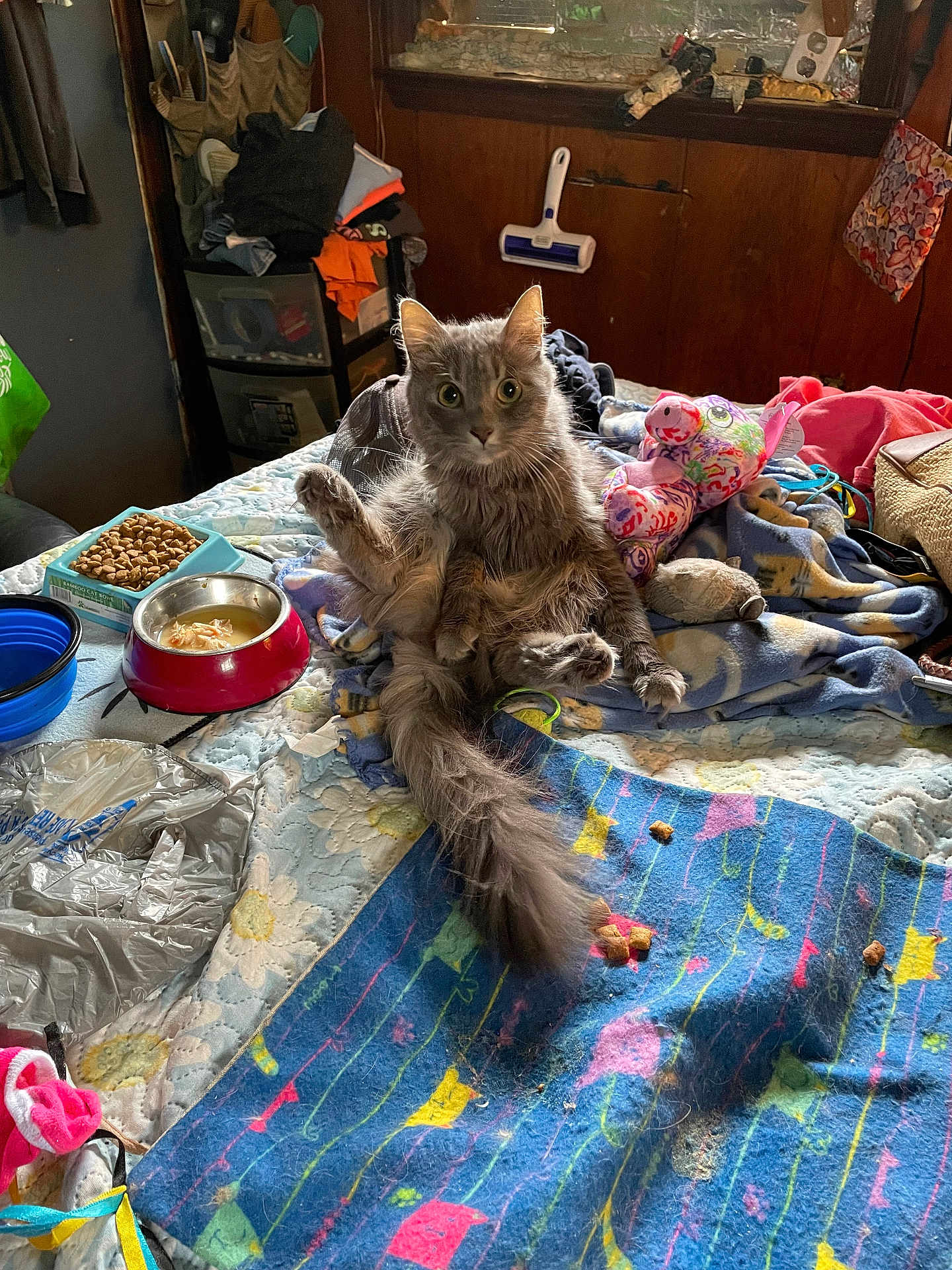 Sassy Bell joined the competition — help win amazing prizes! bed, blanket, bowl, cat, cat_food, clutter, curious, furniture, furry, gray_cat, home, indoor, messy, pet, raised_ears, sitting, stuffed_toy, wide_eyes, window, wood_paneling