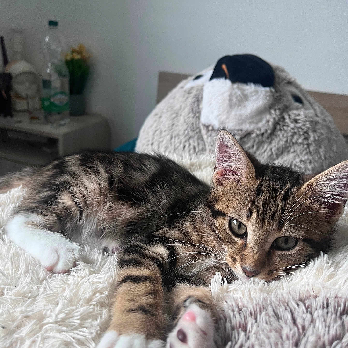 Arès a rejoint le concours — aidez-le/la à gagner de superbes lots ! animal, bedroom, blanket, cat, cozy, cute, feline, fur, indoor, kitten, paws, pet, plush, relaxed, resting, sleepy, soft, stuffed_animal, tabby, whiskers