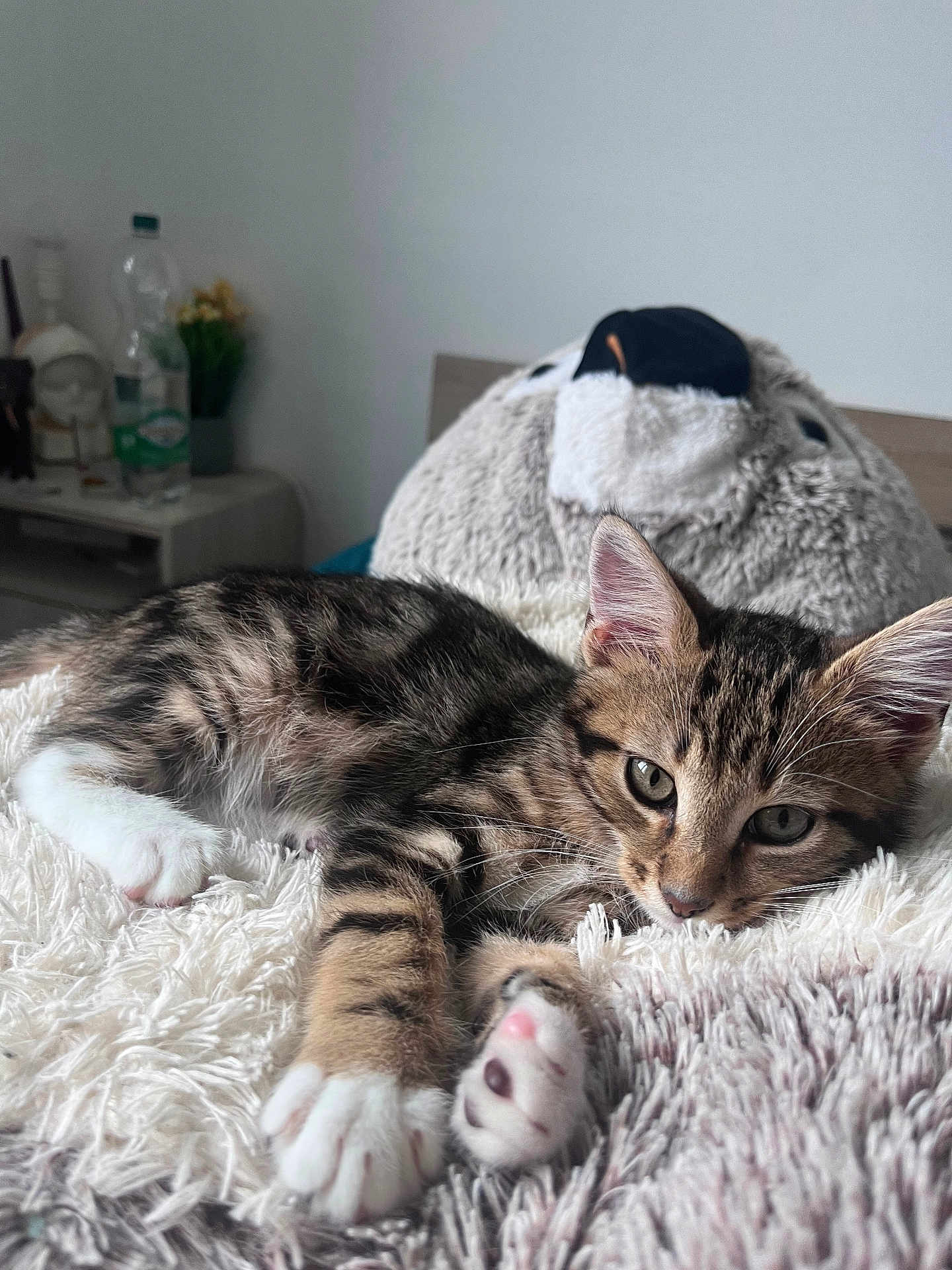 Arès a rejoint le concours — aidez-le/la à gagner de superbes lots ! kitten, cat, tabby, fur, paws, whiskers, blanket, plush, stuffed_animal, bedroom, cozy, sleepy, indoor, pet, cute, resting, soft, animal, feline, relaxed