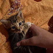 Arès participe au concours pour gagner de l'argent avec cette photo : kitten, cat, hand, pet, animal, feline, cute, young, fur, whiskers, bed, blanket, orange, pattern, indoor, closeup, playing, paw, human, domestic
