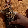 kitten, cat, hand, pet, animal, feline, cute, young, fur, whiskers, bed, blanket, orange, pattern, indoor, closeup, playing, paw, human, domestic
