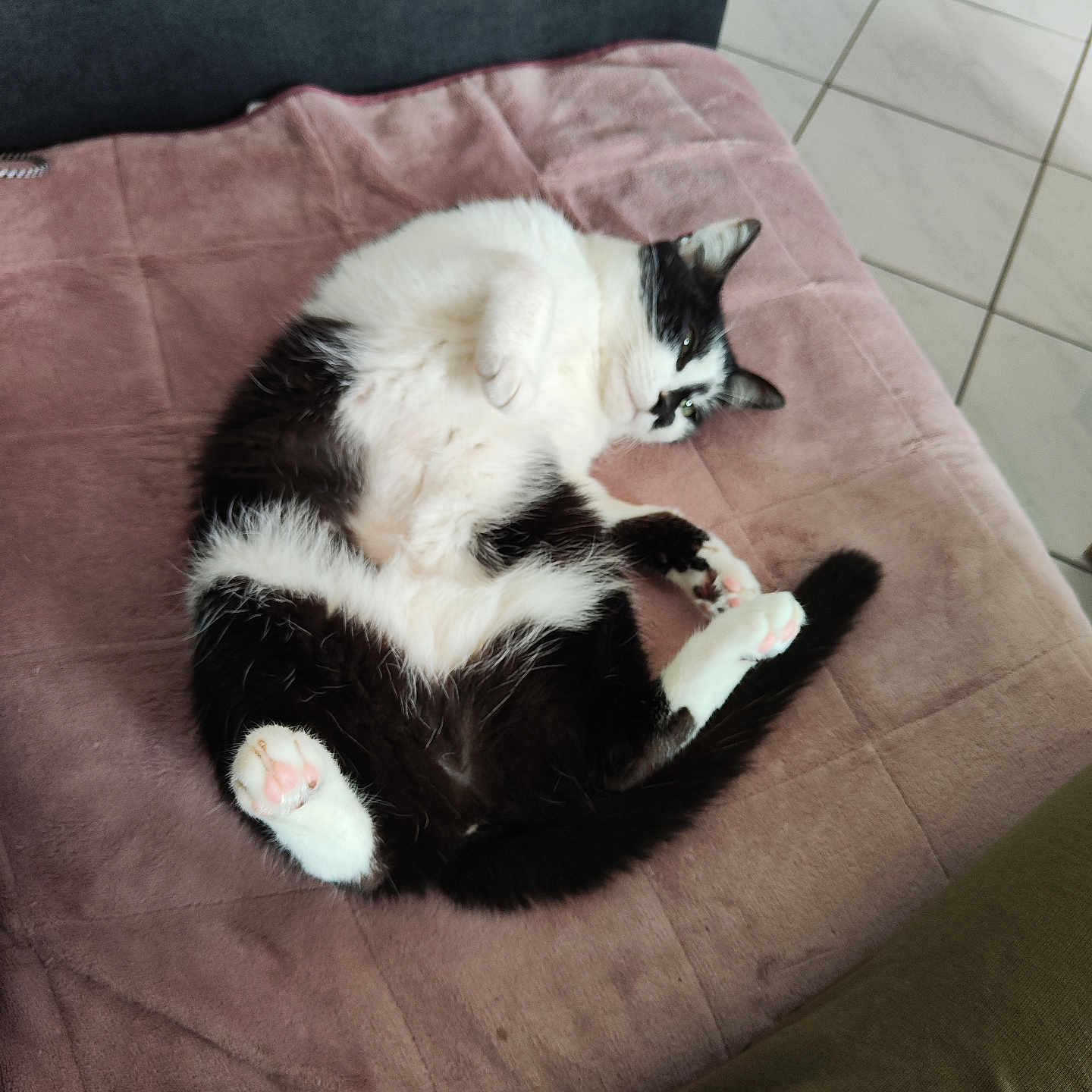 Tagada a rejoint le concours — aidez-le/la à gagner de superbes lots ! abyssinian, animal, architecture, armchair, building, cat, chair, couch, cushion, furniture, hardwood, homedecor, indoors, kitten, livingroom, manx, pet, room, siamese, wood