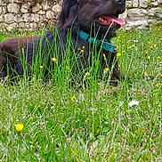 Fureur participe au concours pour gagner de l'argent avec cette photo : dog, grass, wildflowers, stone_wall, outdoor, pet, collar, tongue_out, nature, sunny_day, greenery, animal, canine, flora, relaxing, happy, meadow, summer, mammal, resting