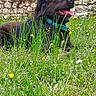dog, grass, wildflowers, stone_wall, outdoor, pet, collar, tongue_out, nature, sunny_day, greenery, animal, canine, flora, relaxing, happy, meadow, summer, mammal, resting