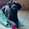 dog, black_dog, toy, pink_ball, rug, turquoise_rug, floor, tile_floor, indoor, paw, pet, animal, laying_down, looking_at_camera, window, curtain, wallpaper, floral_wallpaper, home, cozy