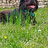 Fureur participe au concours pour gagner de l'argent avec cette photo : dog, grass, wildflowers, meadow, stone_wall, outdoor, pet, animal, happy, tongue_out, collar, nature, sunny_day, greenery, canine, relaxed, playful, summer, flora, resting