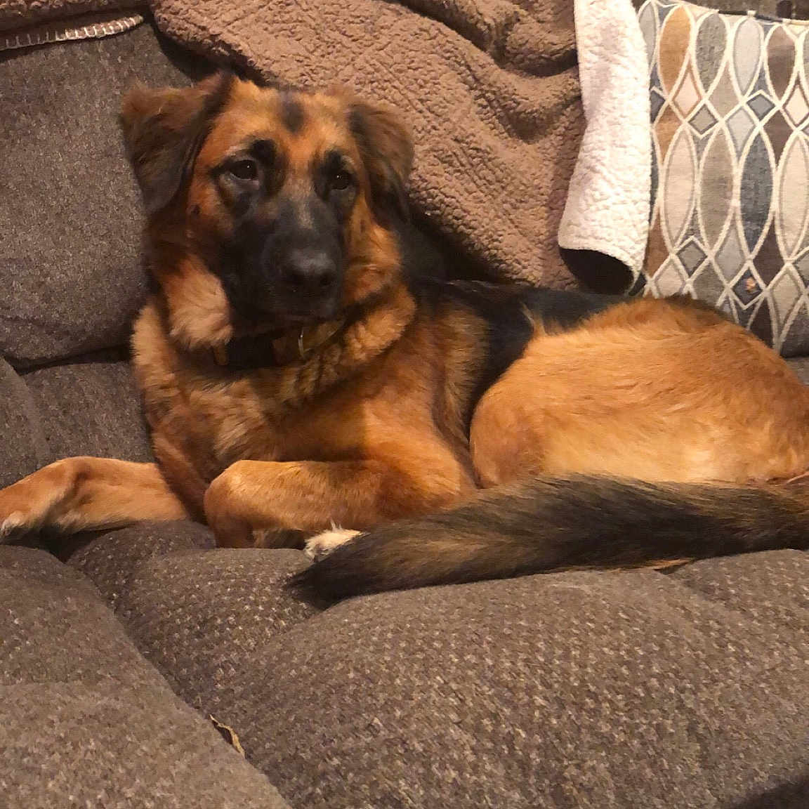 Oakley Mae is registered to the contest to win money with this photo: carnivoran, dog, dog_breed, dog_breed_group, dog_like_mammal, flooring, fur, german_shepherd_dog, puppy, snout