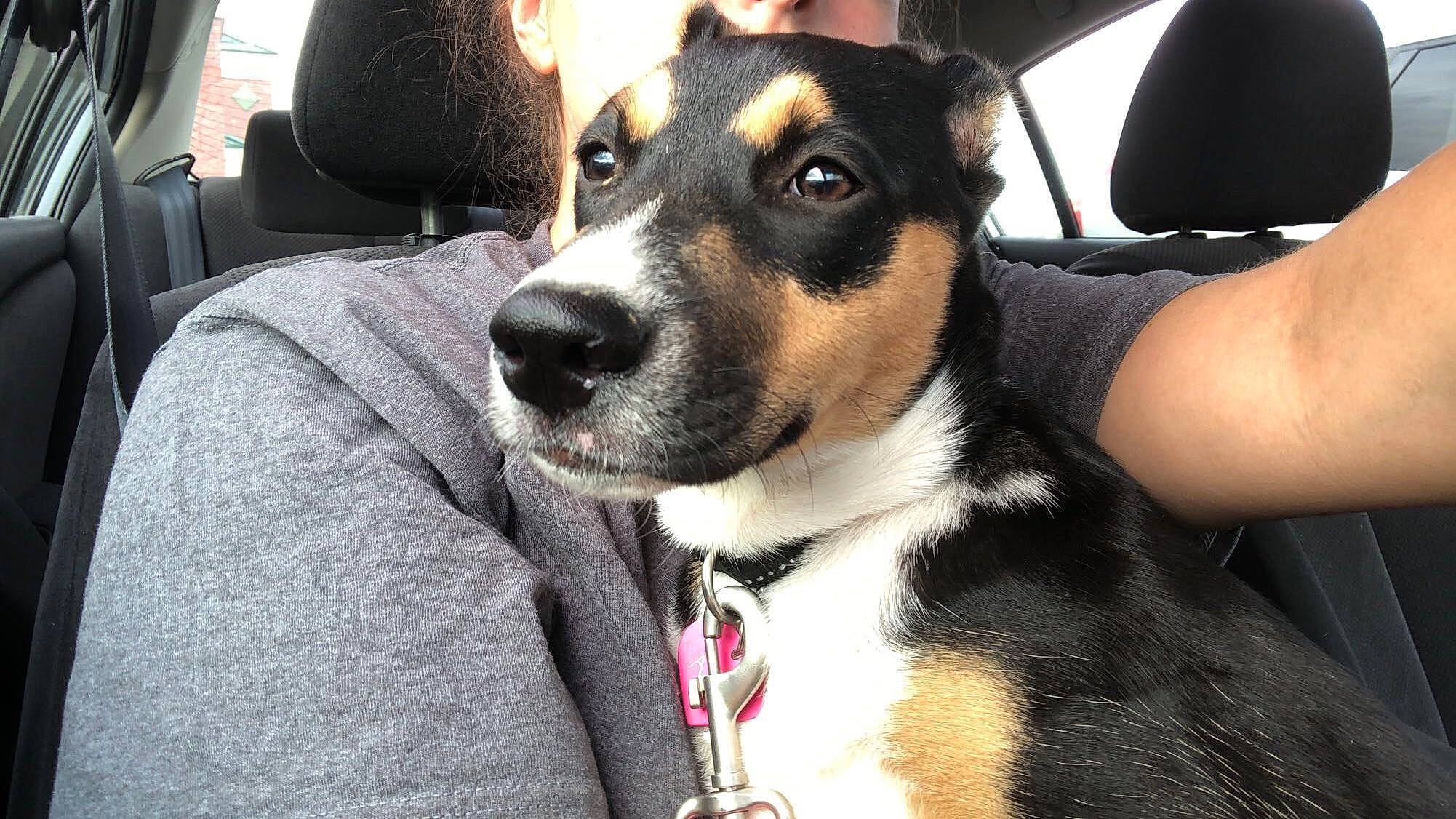 Nikka joined the competition — help win amazing prizes! appenzeller_sennenhund, canidae, carnivore, chilean_fox_terrier, collar, danish_swedish_farmdog, dog, dog_breed, feist, huntaway, mammal, mcnab, miniature_fox_terrier, rare_breed_dog, rat_terrier, ratonero_bodeguero_andaluz, smooth_collie, snout, vertebrate, whiskers