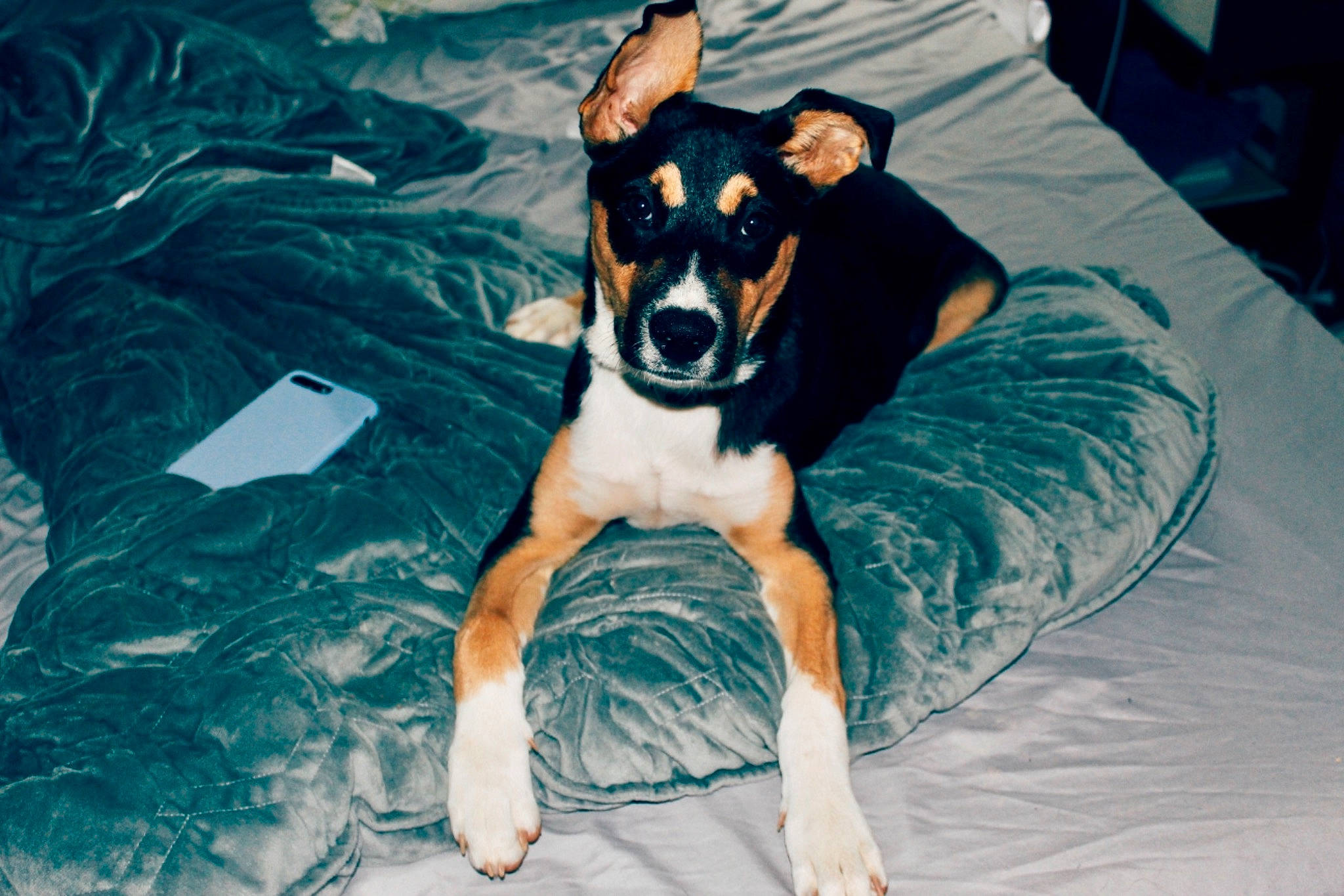 Nikka joined the competition — help win amazing prizes! basenji, brazilian_terrier, canidae, carnivore, chilean_fox_terrier, companion_dog, dog, dog_breed, feist, mammal, miniature_fox_terrier, miniature_pinscher, rat_terrier, ratonero_bodeguero_andaluz, smooth_fox_terrier, teddy_roosevelt_terrier, tenterfield_terrier, toy_fox_terrier, toy_manchester_terrier, vertebrate