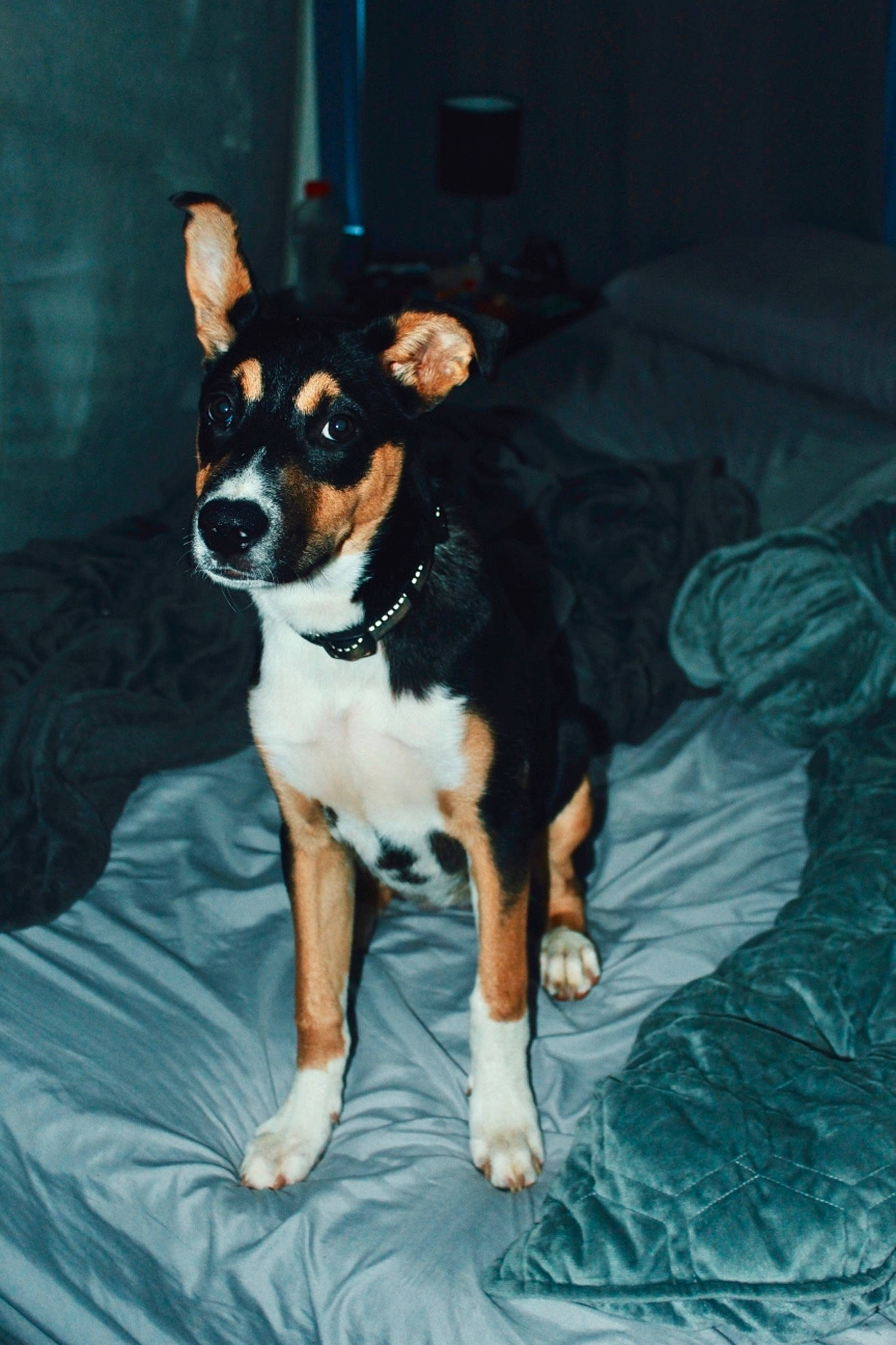 Nikka joined the competition — help win amazing prizes! appenzeller_sennenhund, basenji, canidae, carnivore, dog, dog_breed, fawn, feist, mammal, miniature_fox_terrier, puppy, rat_terrier, snout, teddy_roosevelt_terrier, vertebrate