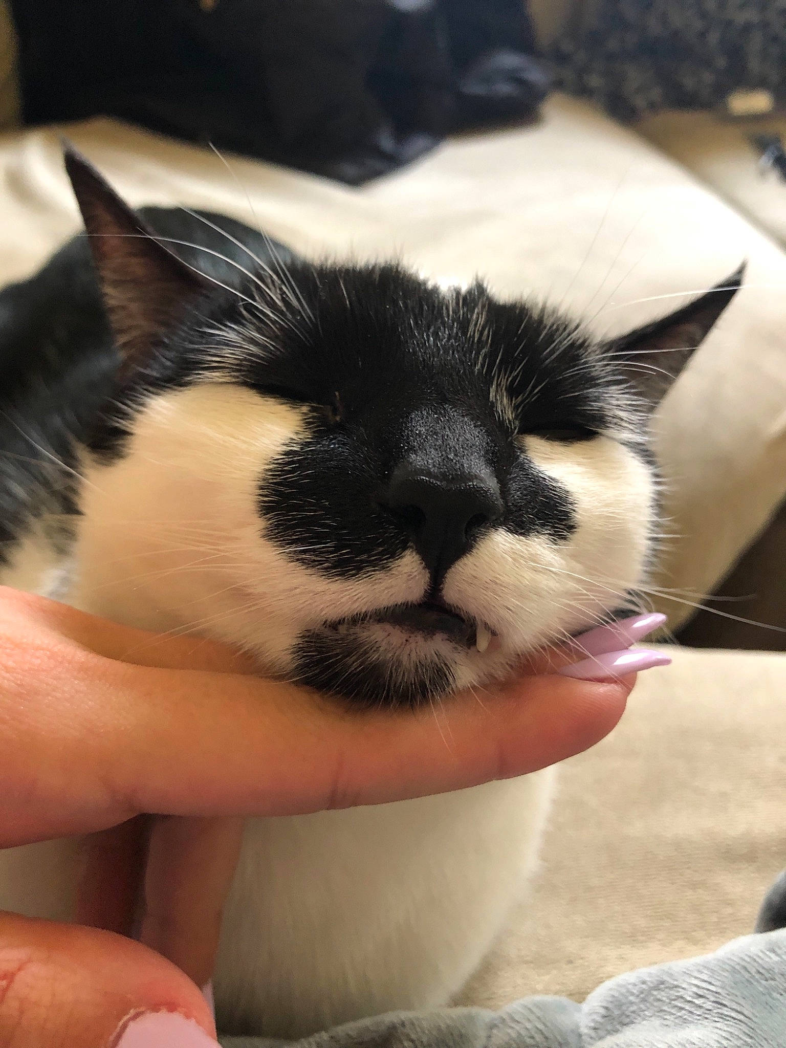 Kitty is registered to the contest to win money with this photo: carnivore, cat, fawn, felidae, kitten, nap, nose, small_to_medium_sized_cats, snout, snowshoe, whiskers