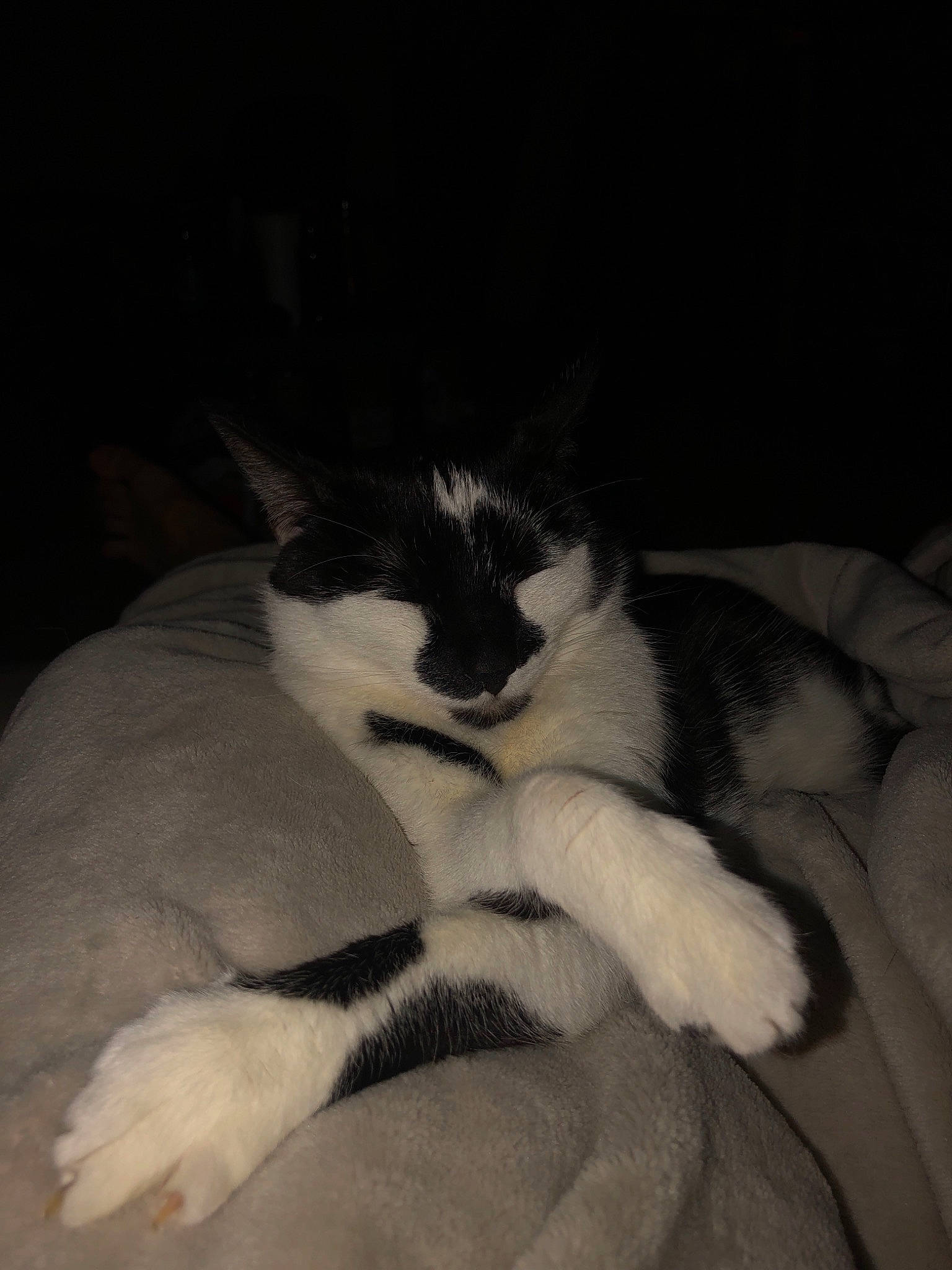 Kitty joined the competition — help win amazing prizes! black_and_white, carnivore, cat, felidae, fur, kitten, nap, paw, polydactyl_cat, small_to_medium_sized_cats, tail, whiskers