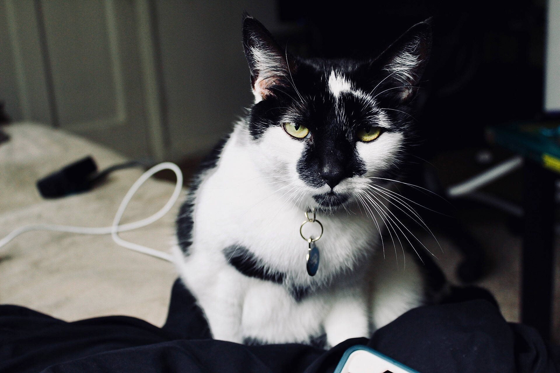 Kitty is registered to the contest to win money with this photo: aegean_cat, black_and_white, carnivore, cat, domestic_short_haired_cat, ear, felidae, fur, kitten, small_to_medium_sized_cats, snout, whiskers