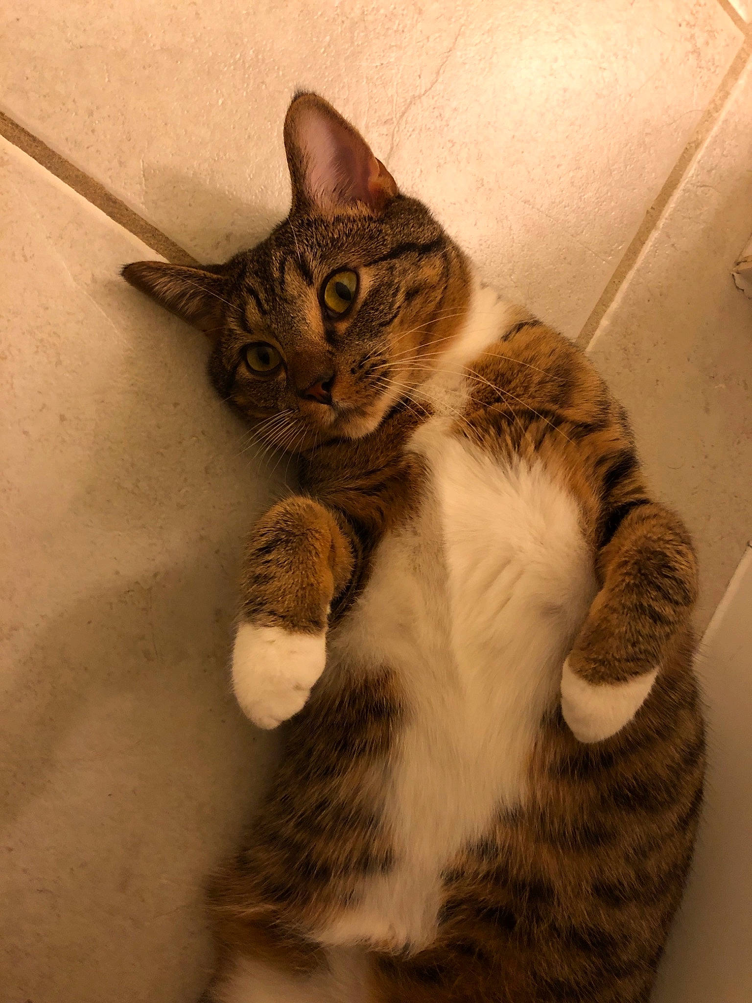 Sammie joined the competition — help win amazing prizes! aegean_cat, american_shorthair, american_wirehair, asian, california_spangled, carnivore, cat, domestic_short_haired_cat, dragon_li, european_shorthair, felidae, kitten, mammal, paw, polydactyl_cat, small_to_medium_sized_cats, snout, tabby_cat, toyger, whiskers