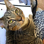 Sammie is registered to the contest to win money with this photo: cat, tabby, close_up, green_eyes, whiskers, notebook_paper, leopard_print, backpack, indoor, pet, feline, fur, resting, curious, animal, domestic_cat, brown, black_stripes, cozy, portrait
