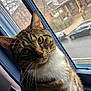 cat, tabby, green_eyes, whiskers, window, urban, street, car, building, indoor, curious, close_up, portrait, fur, animal, pet, daylight, tilted_head, soft_light, domestic_cat