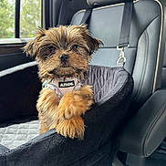 Coco is registered to the contest to win money with this photo: dog, puppy, pet, car_seat, vehicle_interior, window, seatbelt, harness, fur, cute, small_dog, animal, transportation, leather_seat, curious, brown_fur, black_fur, car, sitting, portrait