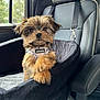 dog, puppy, pet, car_seat, vehicle_interior, window, seatbelt, harness, fur, cute, small_dog, animal, transportation, leather_seat, curious, brown_fur, black_fur, car, sitting, portrait