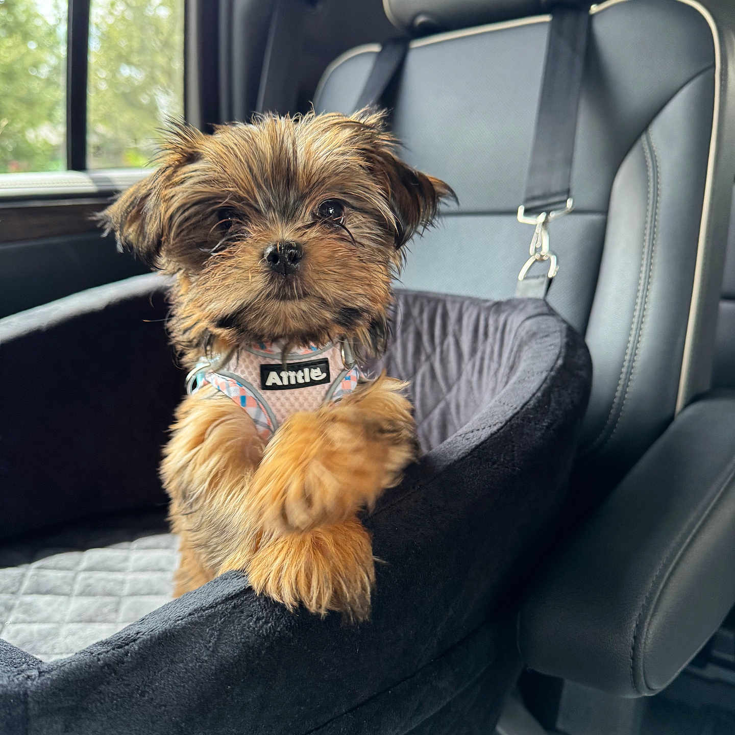 Coco is registered to the contest to win money with this photo: animal, black_fur, brown_fur, car, car_seat, curious, cute, dog, fur, harness, leather_seat, pet, portrait, puppy, seatbelt, sitting, small_dog, transportation, vehicle_interior, window