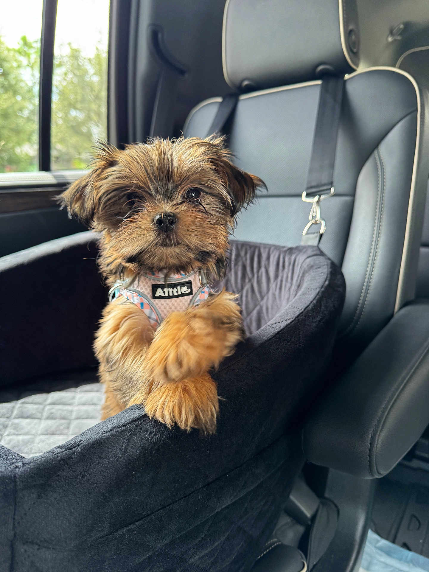 Coco is registered to the contest to win money with this photo: dog, puppy, pet, car_seat, vehicle_interior, window, seatbelt, harness, fur, cute, small_dog, animal, transportation, leather_seat, curious, brown_fur, black_fur, car, sitting, portrait