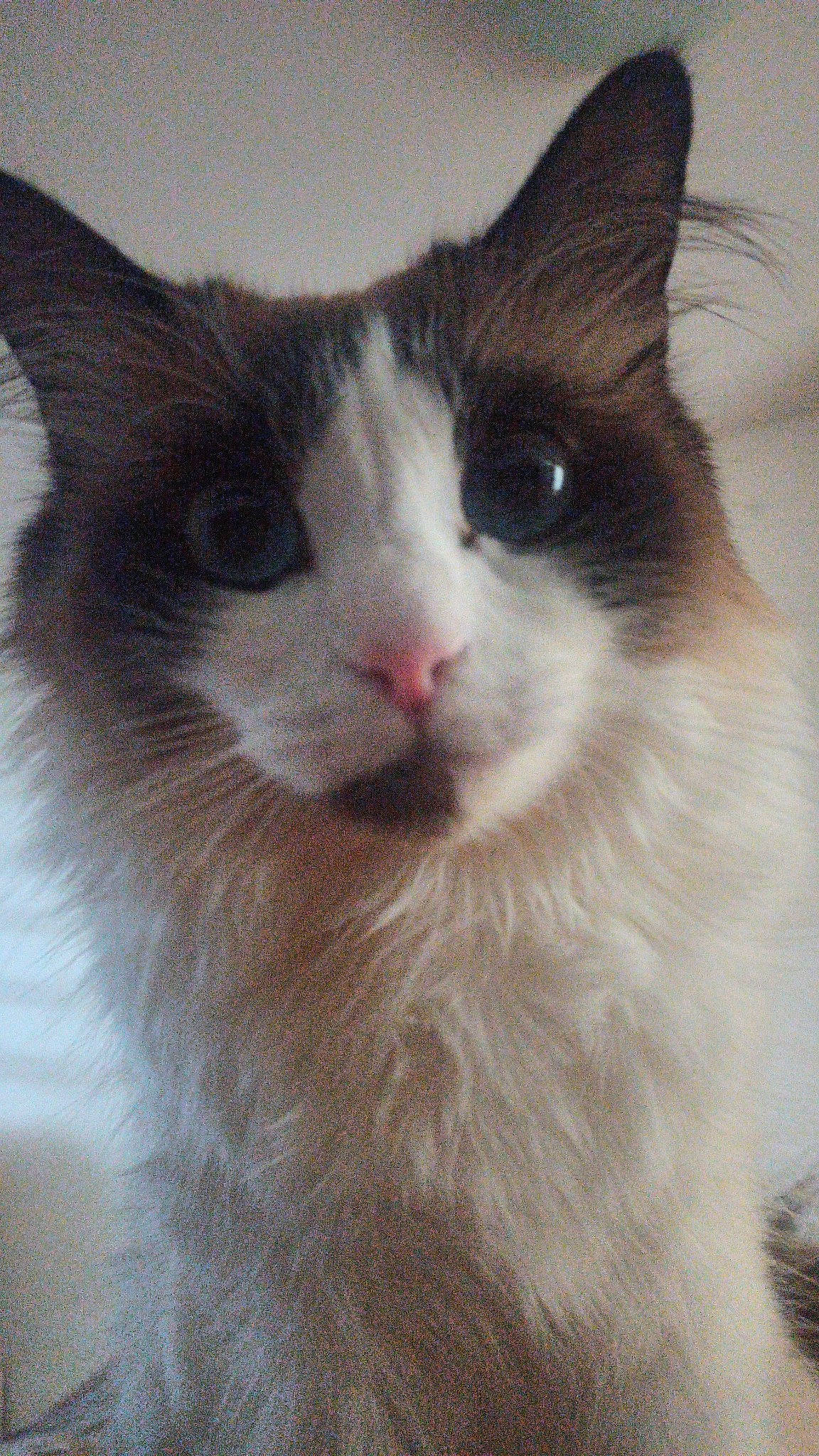 Halley a rejoint le concours — aidez-le/la à gagner de superbes lots ! carnivore, cat, comfort, domestic_short_haired_cat, eye, felidae, fur, hair, head, small_to_medium_sized_cats, snout, terrestrial_animal, whiskers