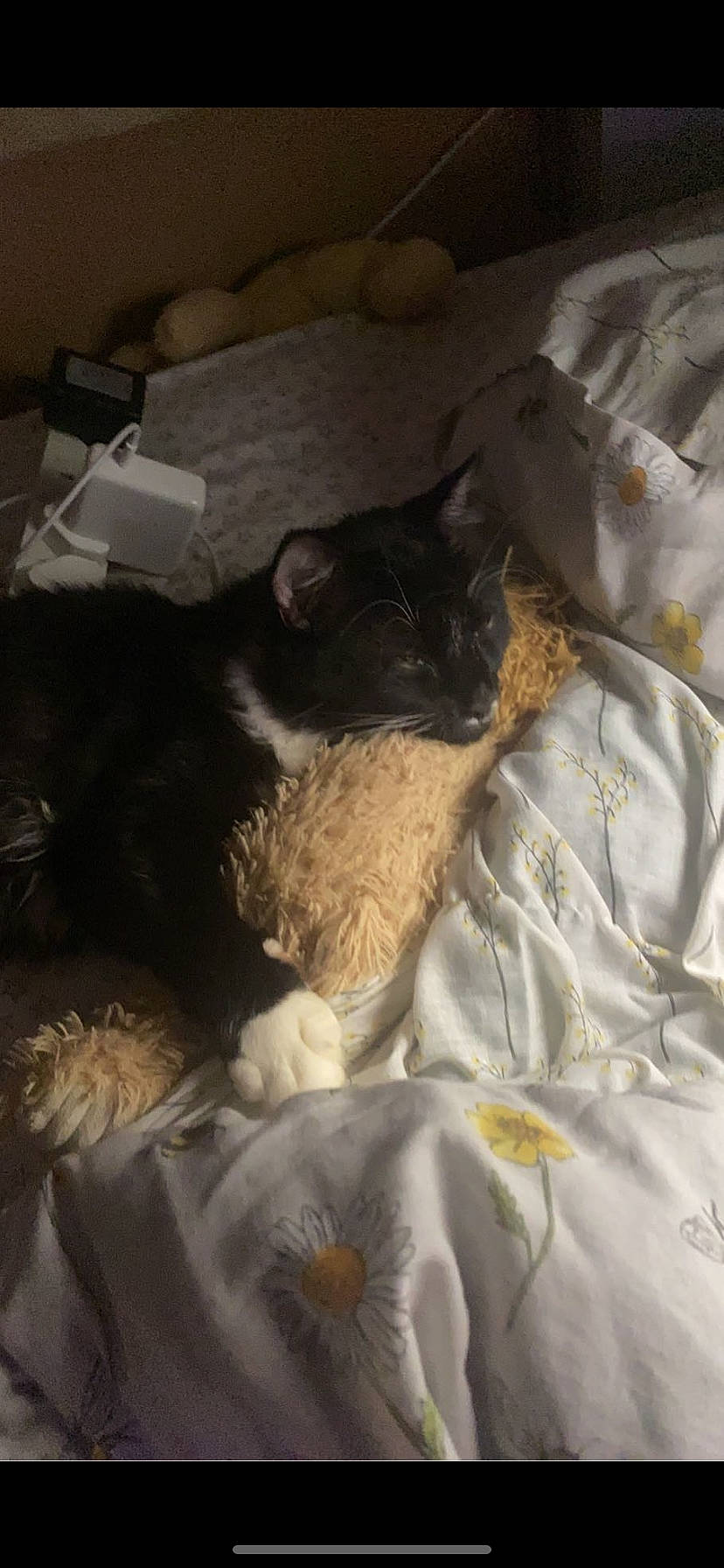 John is registered to the contest to win money with this photo: bed, bed_sheet, bedding, bedroom, black_cat, brown, carnivore, cat, comfort, companion_dog, dog_breed, domestic_short_haired_cat, duvet, felidae, fur, linens, room, small_to_medium_sized_cats, tail, whiskers