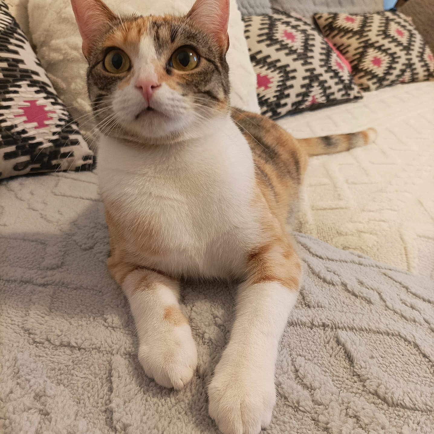 Tycha a rejoint le concours — aidez-le/la à gagner de superbes lots ! abyssinian, animal, architecture, blanket, building, cat, chair, couch, cushion, furniture, homedecor, indoors, kitten, linen, livingroom, manx, pet, pillow, room, siamese