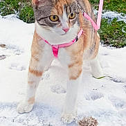 Tycha a rejoint le concours — aidez-le/la à gagner de superbes lots ! accessories, animal, canine, cat, dog, face, grass, head, kitten, leash, nature, outdoors, person, pet, photography, plant, portrait, rock, snow, strap