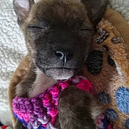 Beandip joined the competition — help win amazing prizes! animal, blanket, closeup, cozy, cute, ears, face, fur, indoor, knitted, nose, paw, pet, puppy, relaxed, resting, sleeping, snuggled, soft, young
