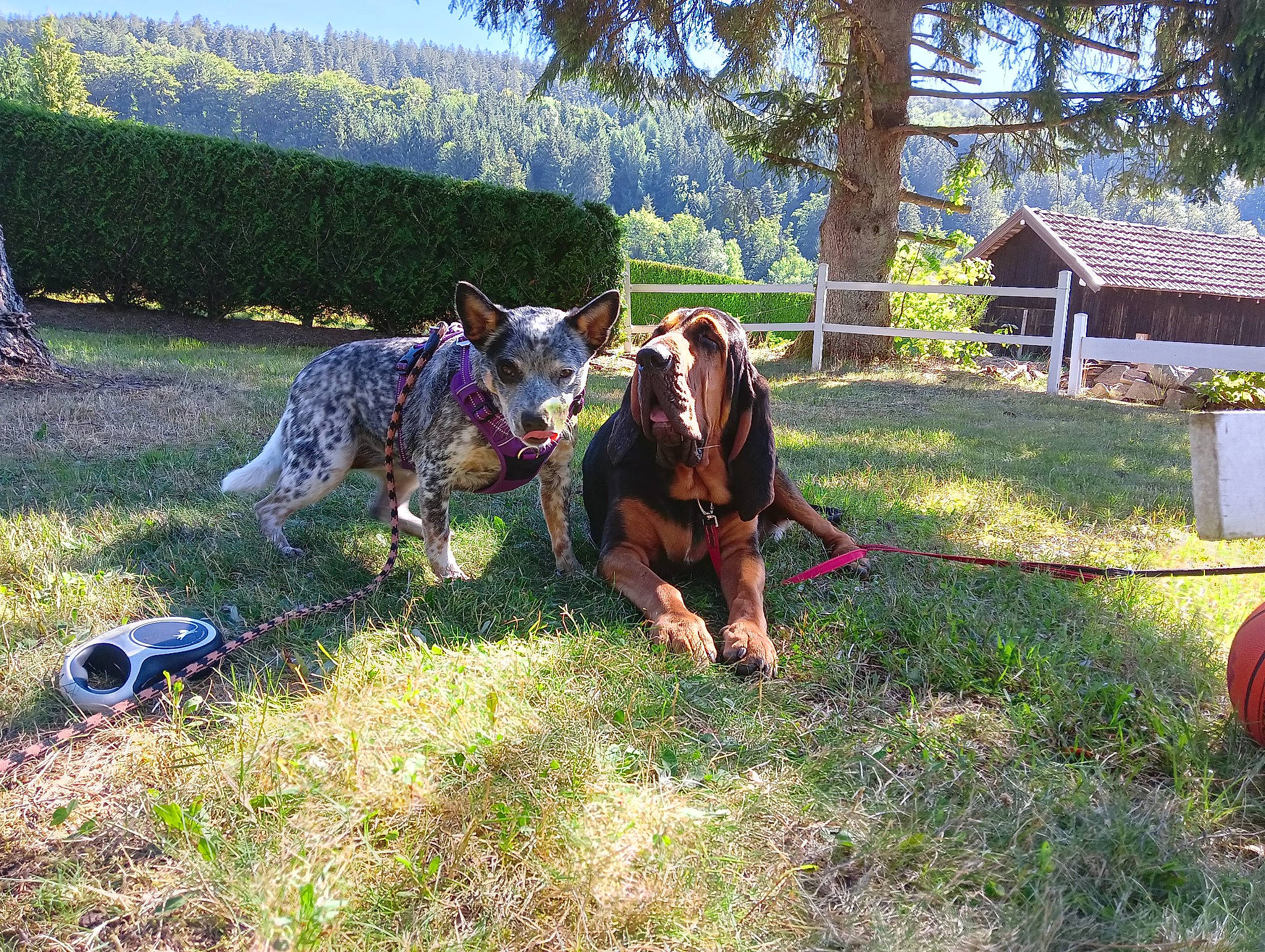 Sirius a rejoint le concours — aidez-le/la à gagner de superbes lots ! carnivore, dog, dog_breed, fawn, garden, grass, grassland, grazing, landscape, lawn, leisure, livestock, pasture, plant, shrub, sky, sporting_group, tail, tree, working_animal